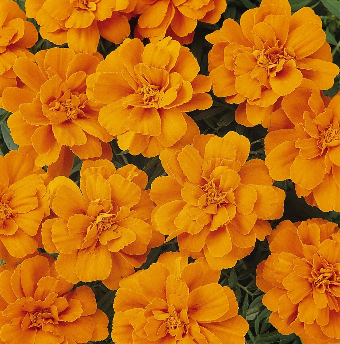 Marigold Durango Tangerine