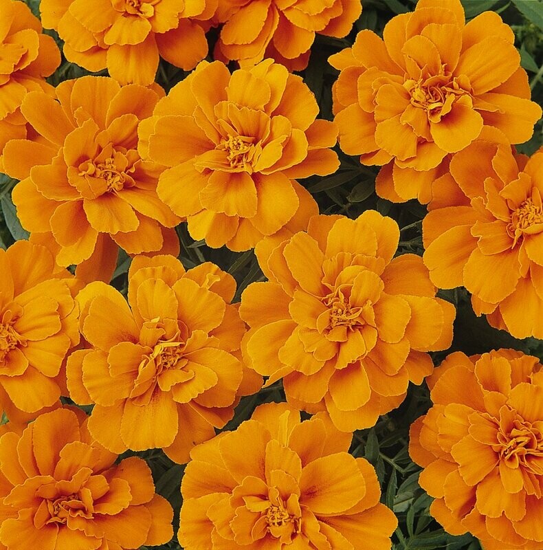 Marigold Durango Tangerine