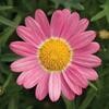 Daisy Sassy Rose
