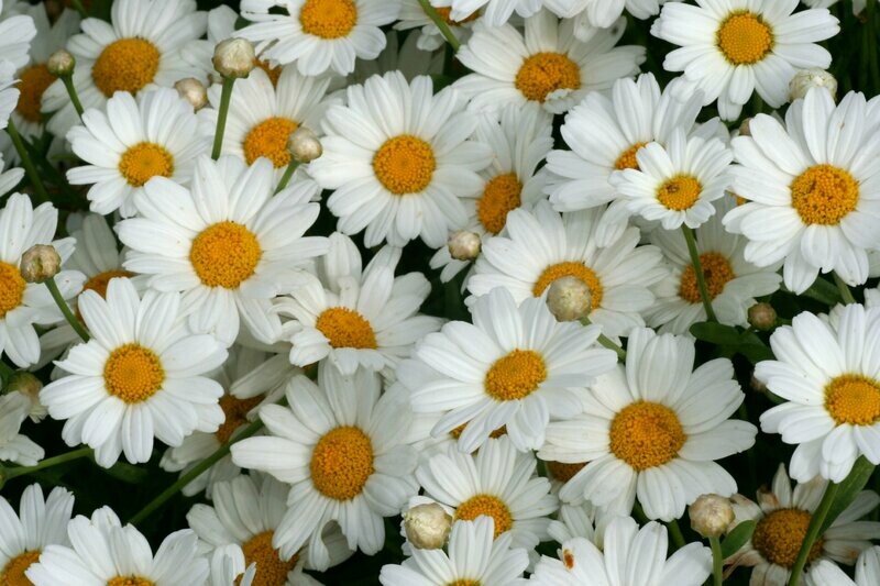 Daisey White Butterfly