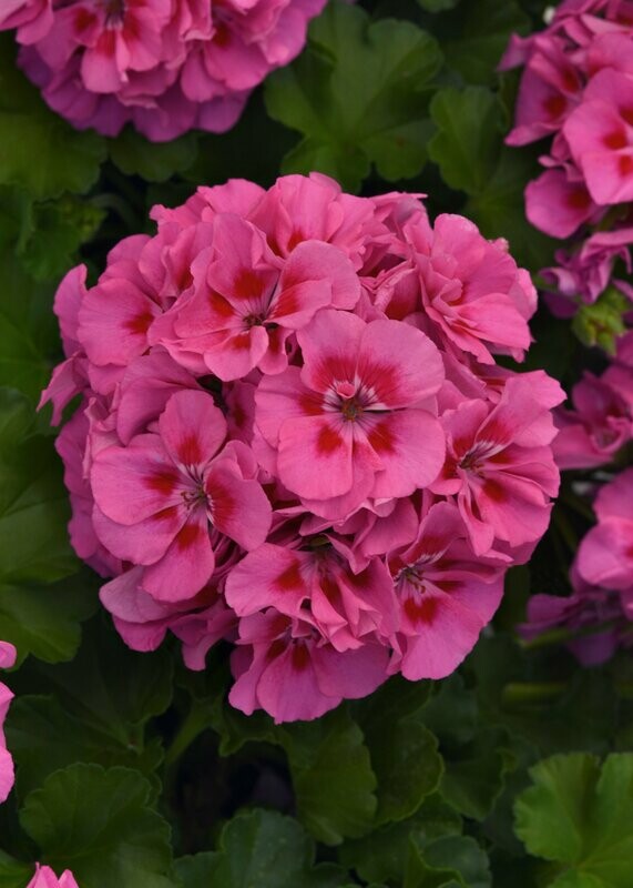 Geranium Dynamo Pink Flare Basket