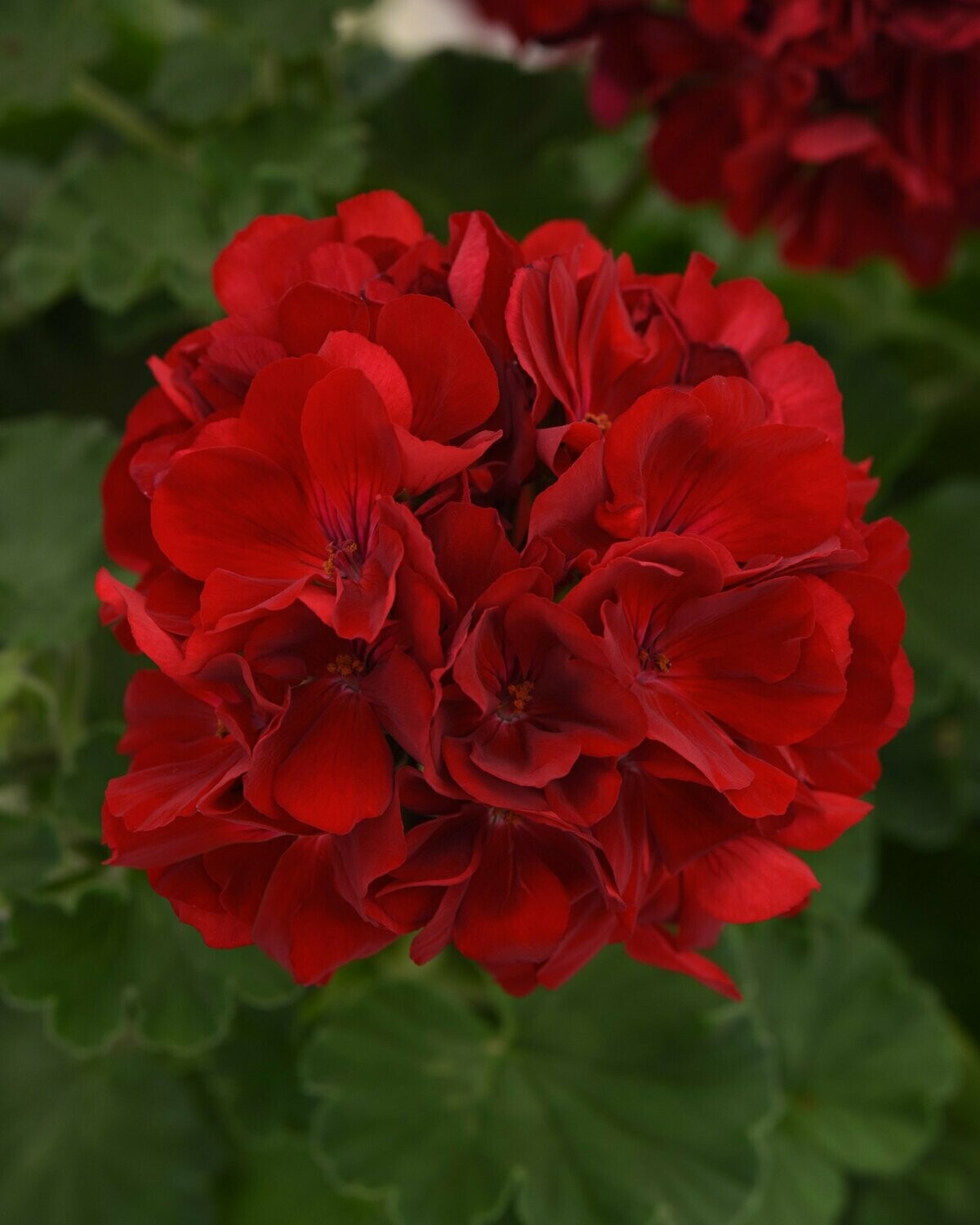 Geranium Dynamo Dark Red Pot