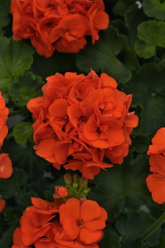 Geranium Dynamo Orange Pot