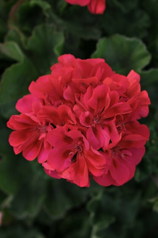 Geranium Fantasia Cranberry Sizzle Pot