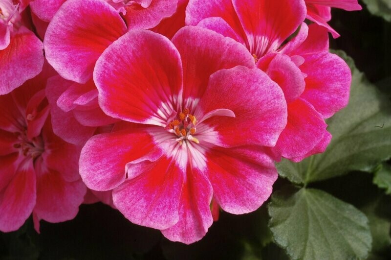 Geranium Fantasia Strawberry  Sizzle Pot