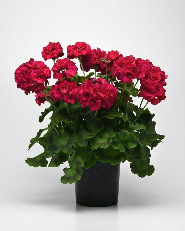 Geranium Dynamo Violet Pot
