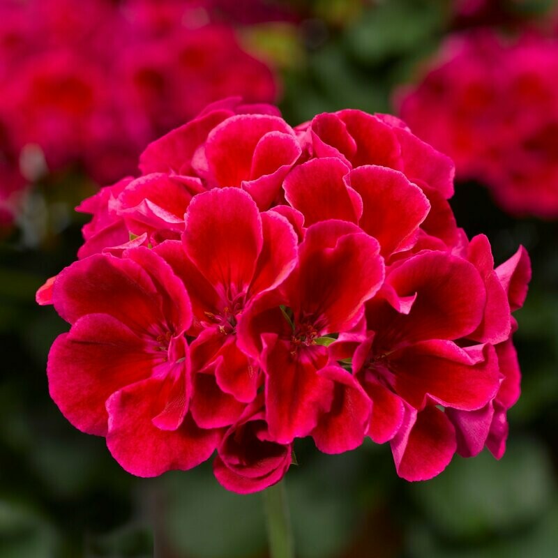 Geranium Calliope Crimson Flame Basket