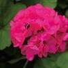 Geranium Calliope Deep Rose Basket