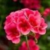Geranium Rose Mega Splash Basket
