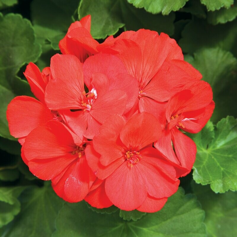 Geranium Calliope Medium Scarlet Basket