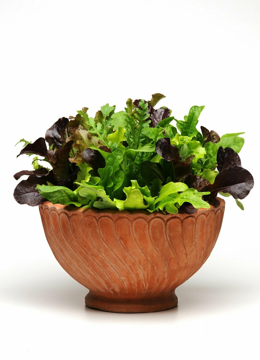Salad Bowl Alfresco Mix