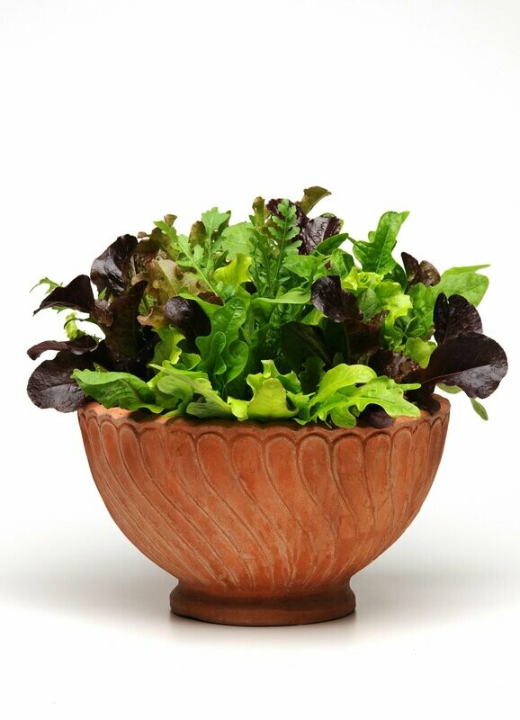 Salad Bowl Alfresco Mix
