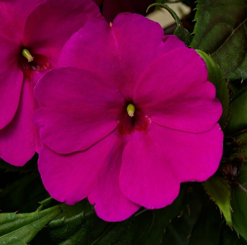 New Guinea Sonic Deep Purple