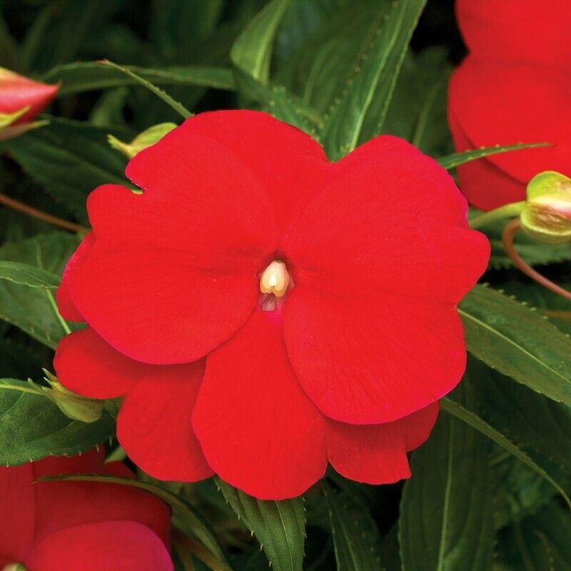 New Guinea Sonic Red