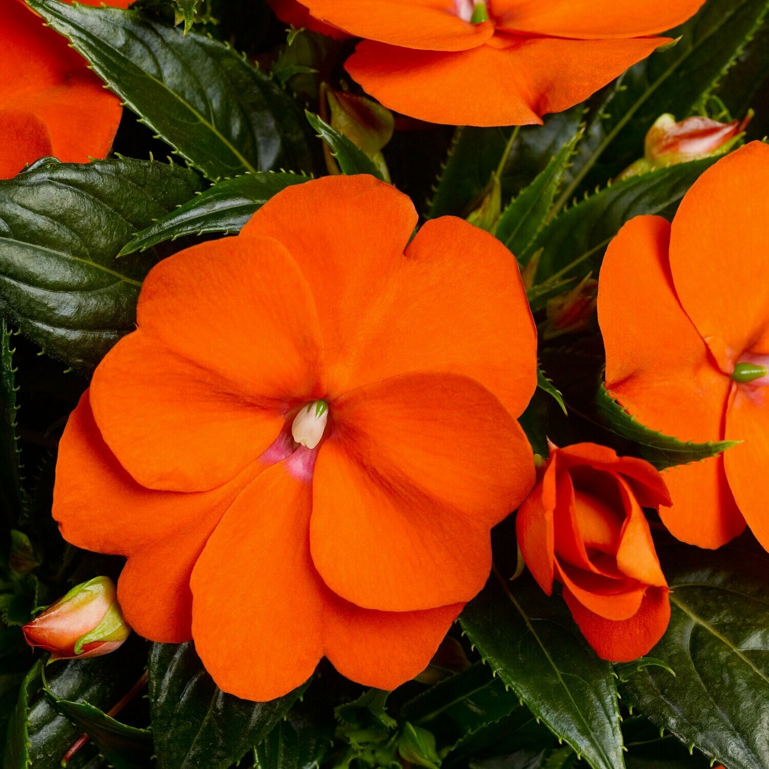New Guinea Sonic Orange