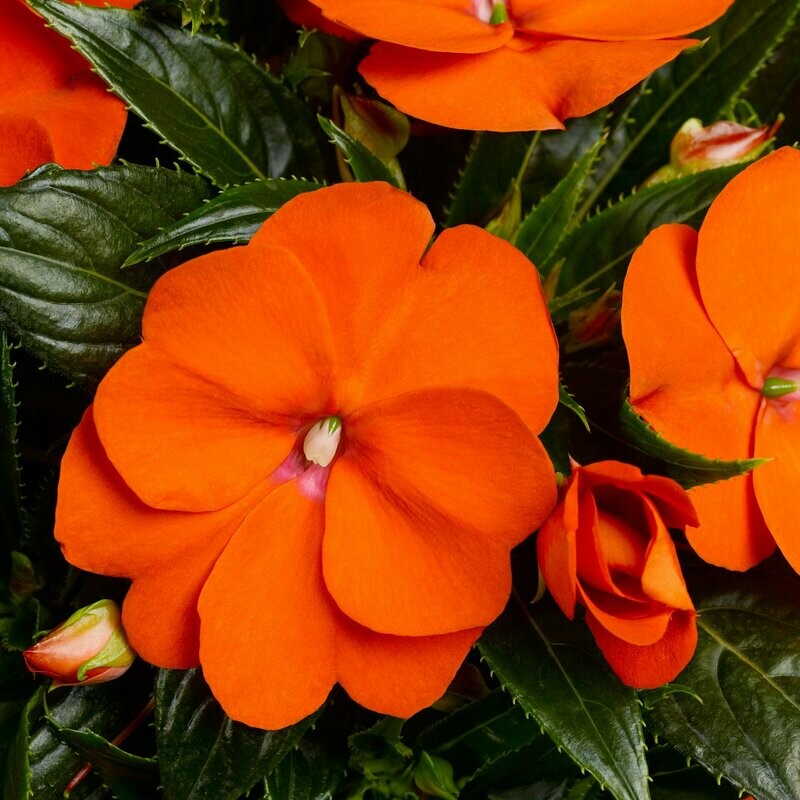 New Guinea Sonic Orange