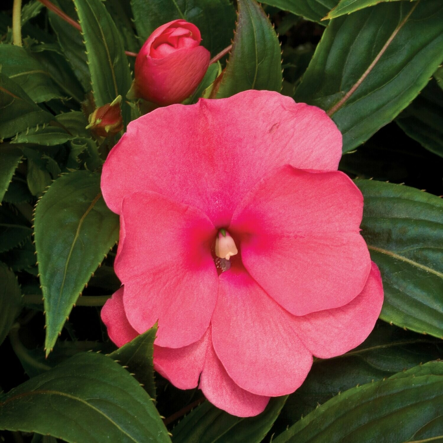 New Guinea Sonic Pink