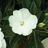 New Guinea Sonic White