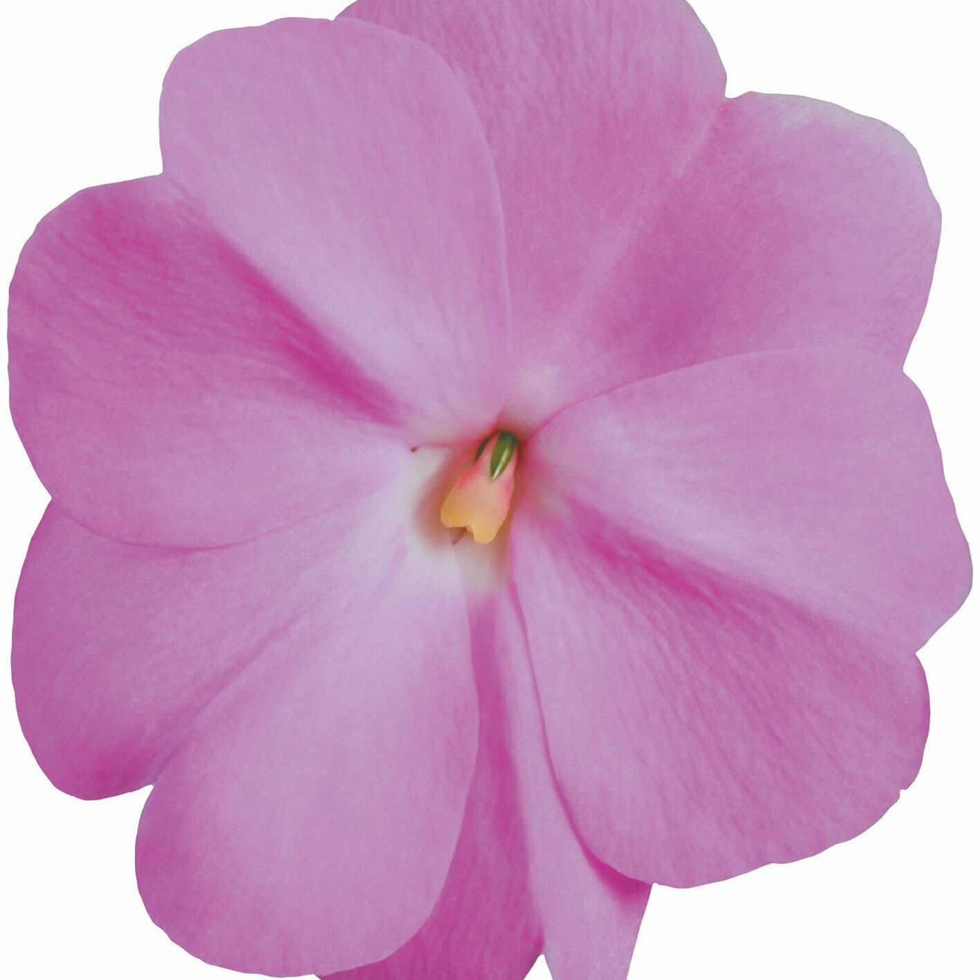 New Guinea Super Sonic Lavender