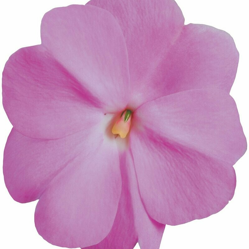 New Guinea Super Sonic Lavender