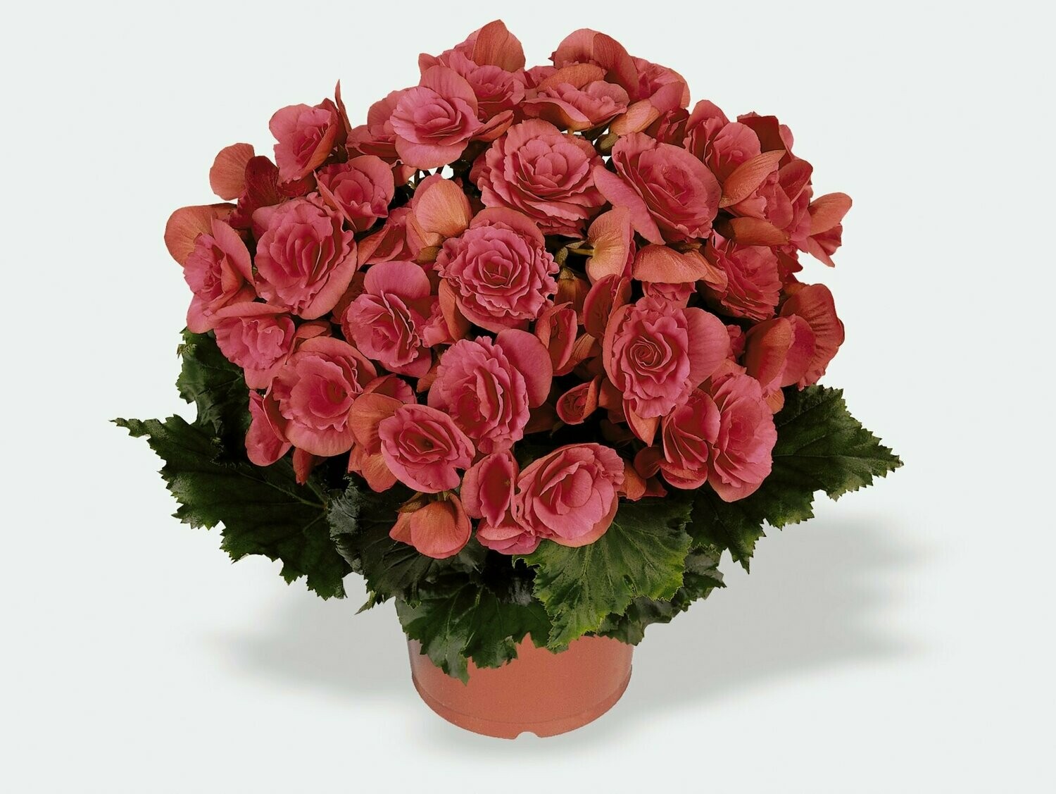 Rieger Begonia Berseba Pink Pot