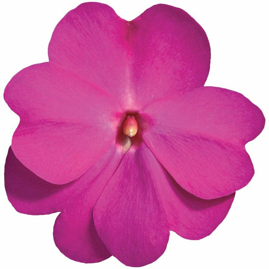 New Guinea Super Sonic Lilac