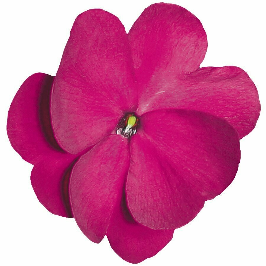 New Guinea Super Sonic Purple