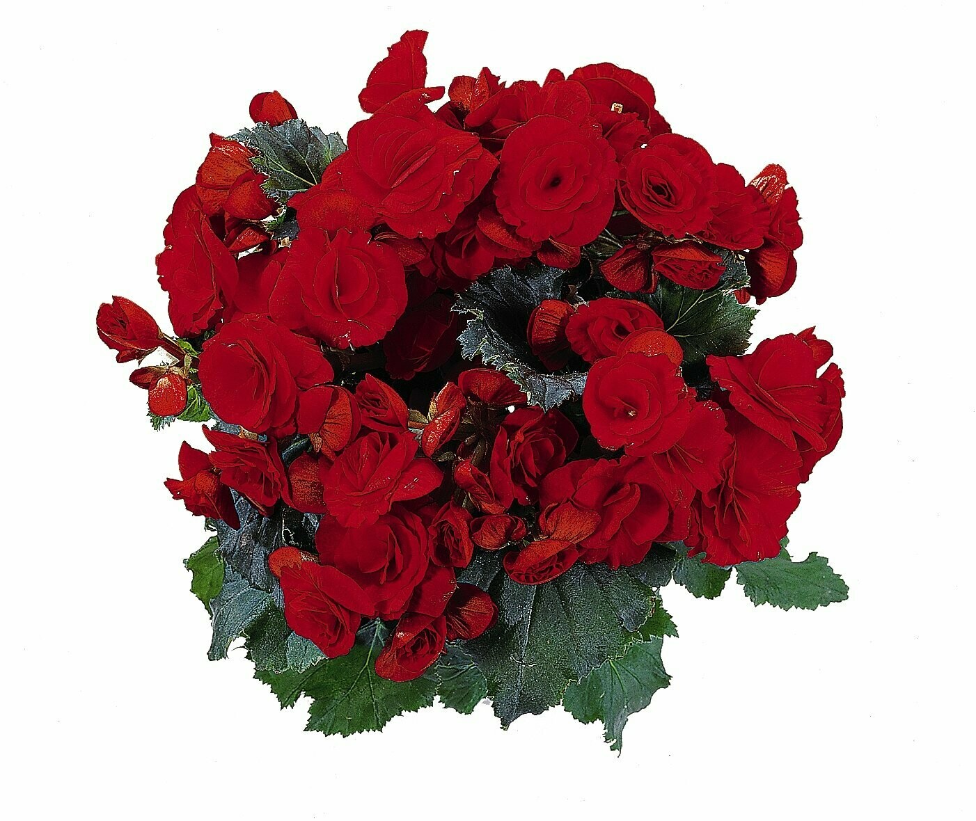 Rieger Begonia Barkos Red Pot