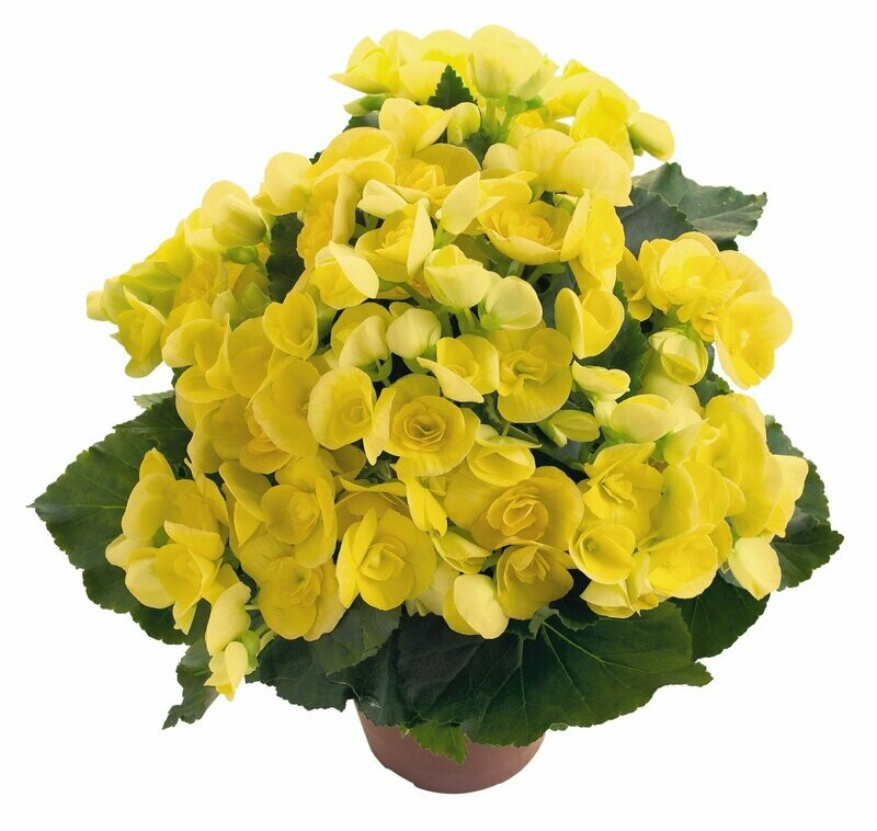 Rieger Begonia Blitz Pot