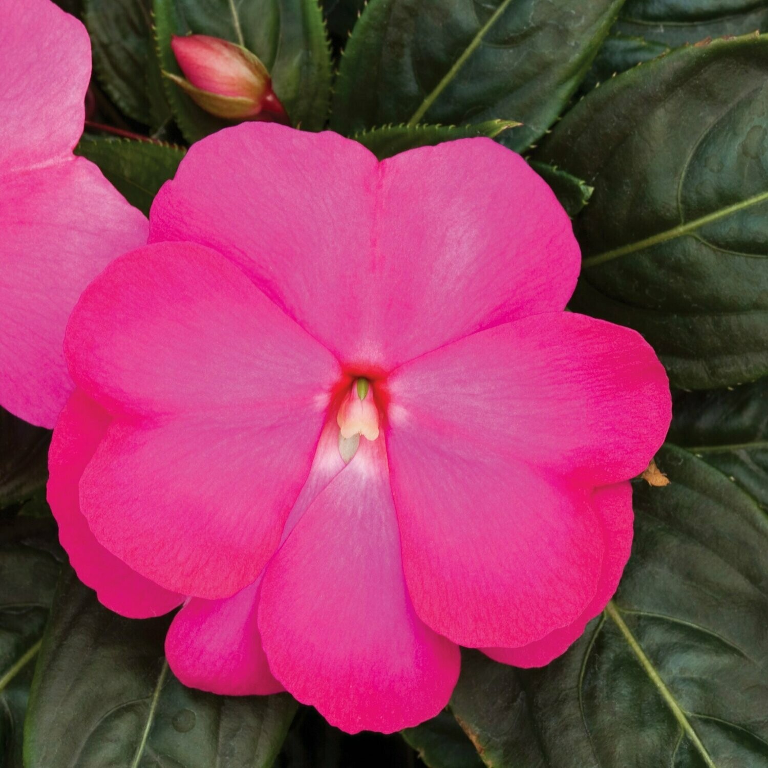 New Guinea Super Sonic Hot Pink