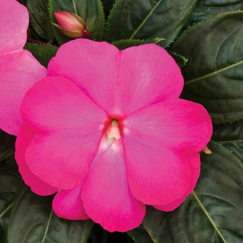 New Guinea Super Sonic Hot Pink