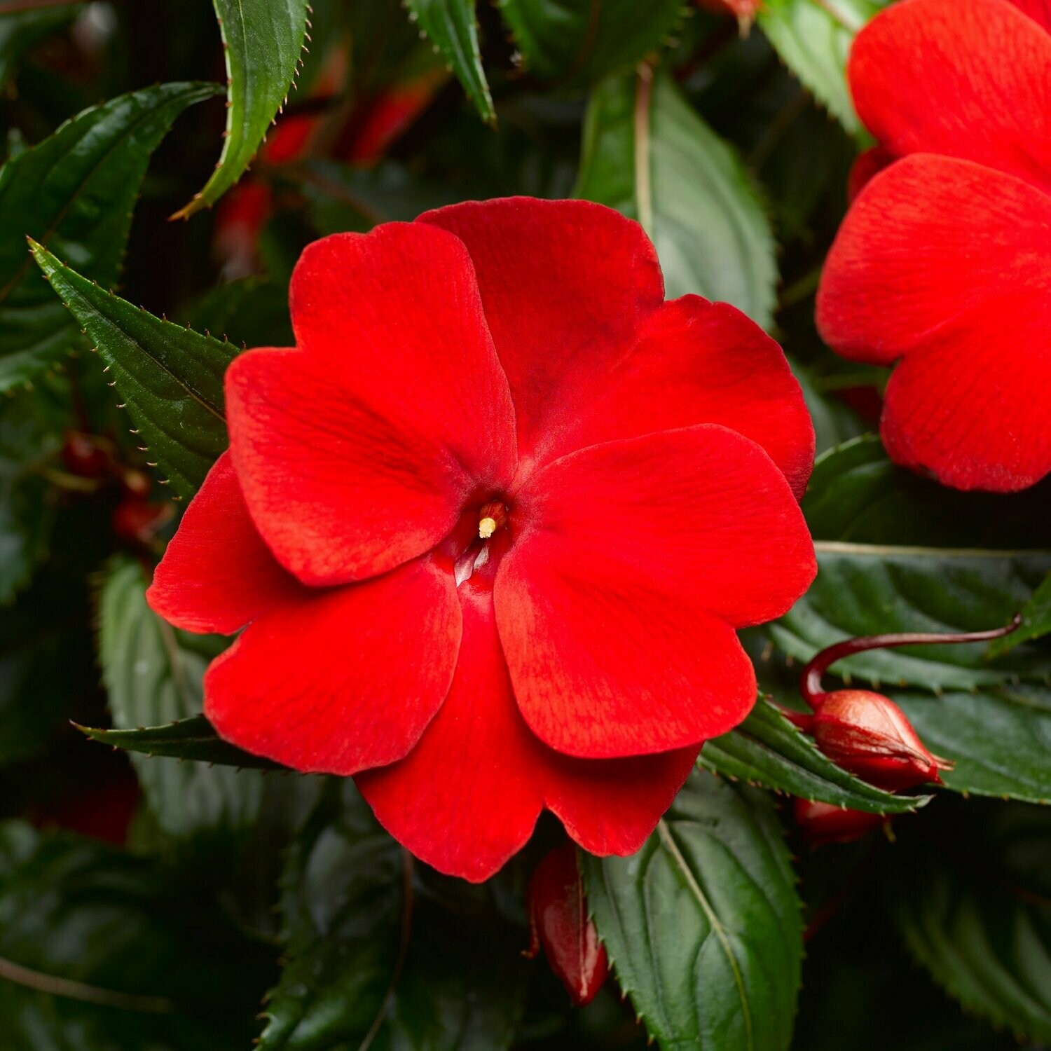 New Guinea Super Sonic Red