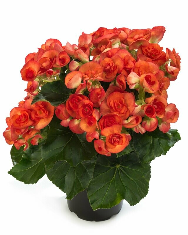 Rieger Begonia Orange Stone Pot