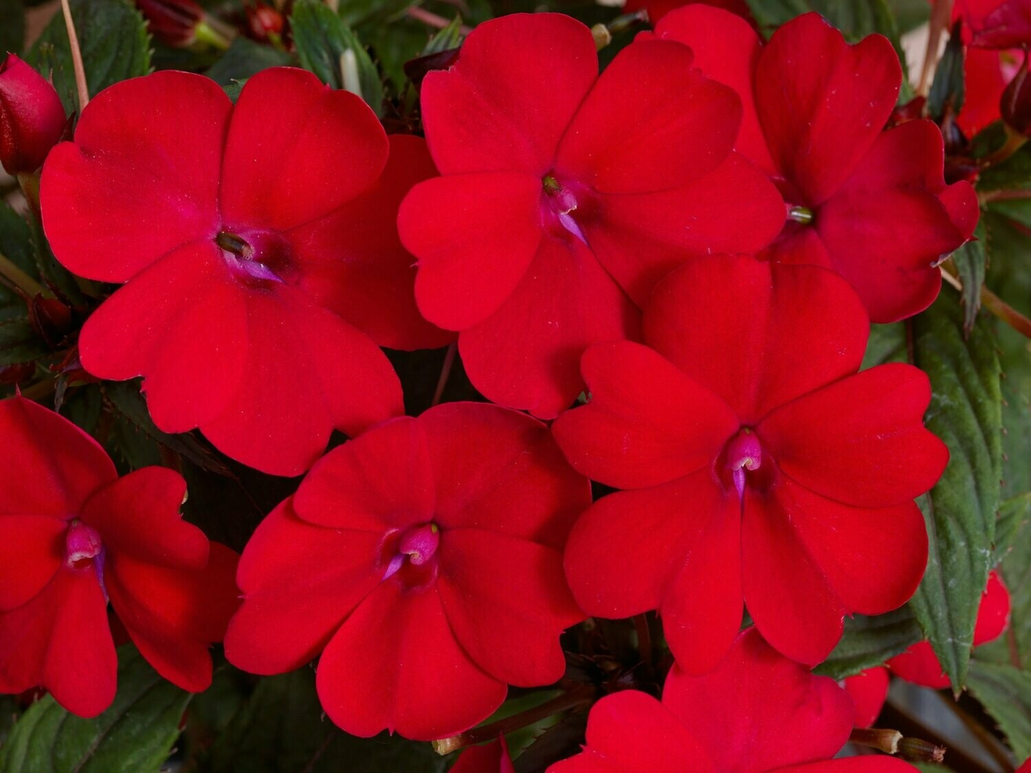 Sunpatiens Red Basket