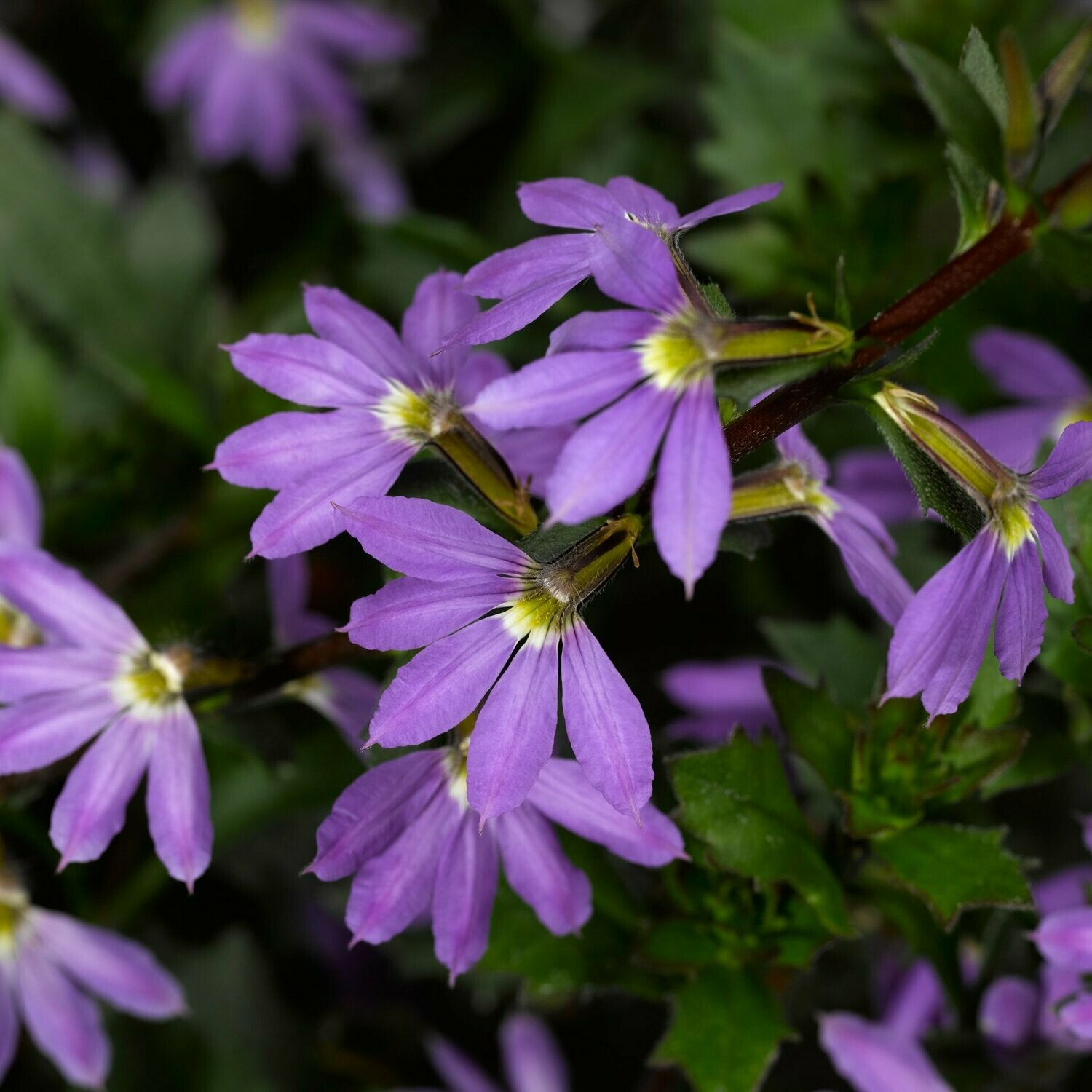 Scaevola Bombay Dark Blue Pot