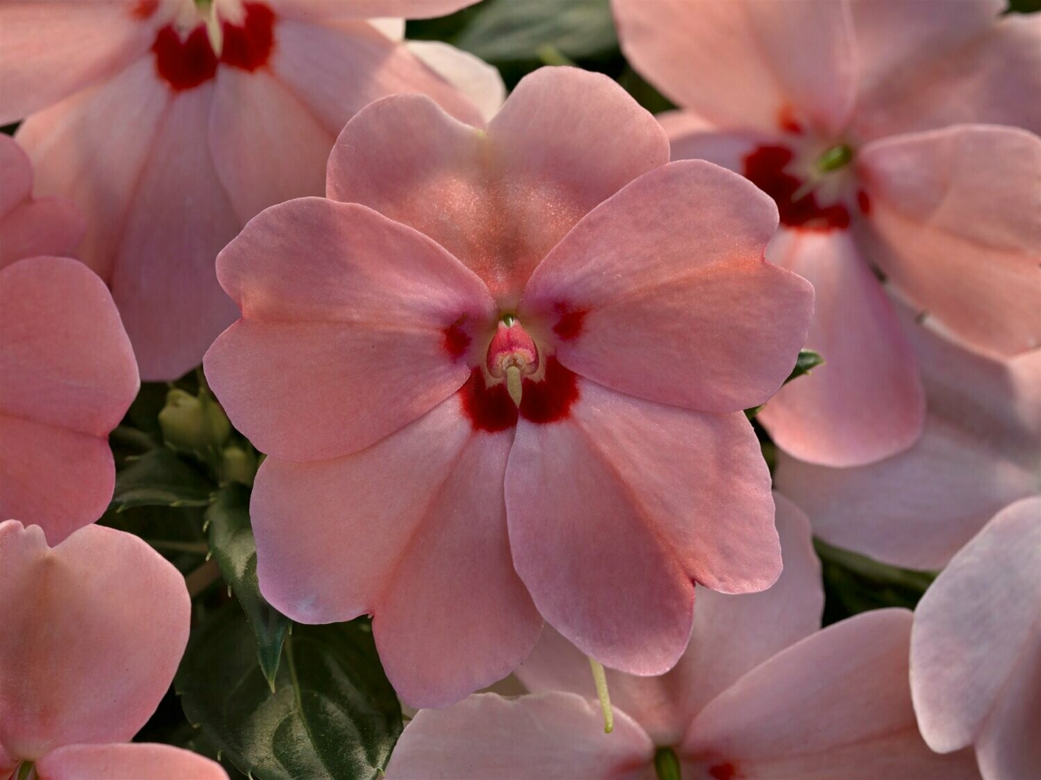 Sunpatiens Pink Kiss Basket