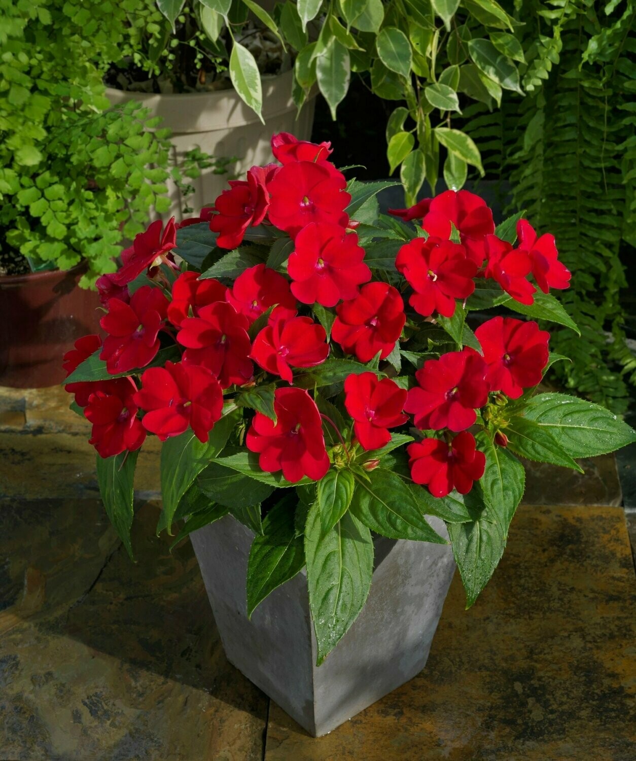 Sunpatiens Red Pot