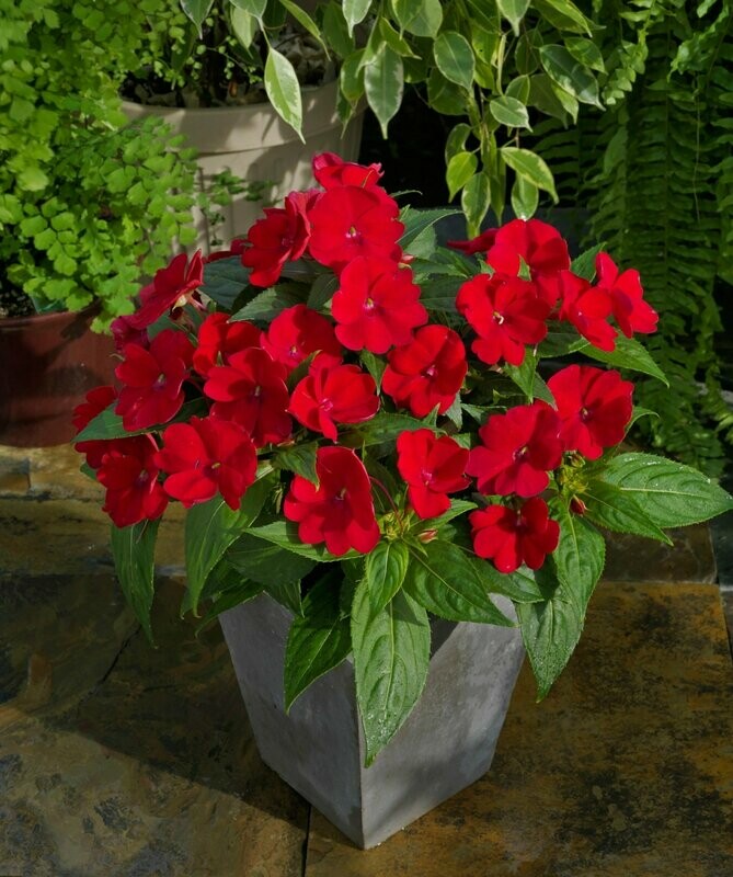 Sunpatiens Red Pot