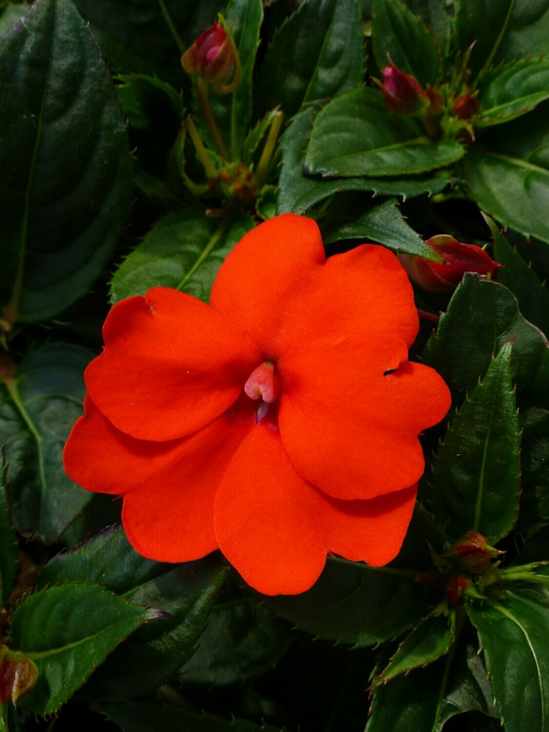 Sunpatiens Orange Basket