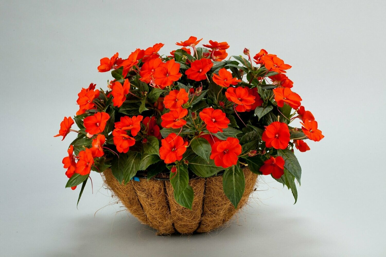 Sunpatiens Electric Orange Pot