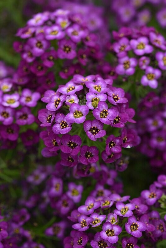 Lobularia Easy Breezy Purple Pot