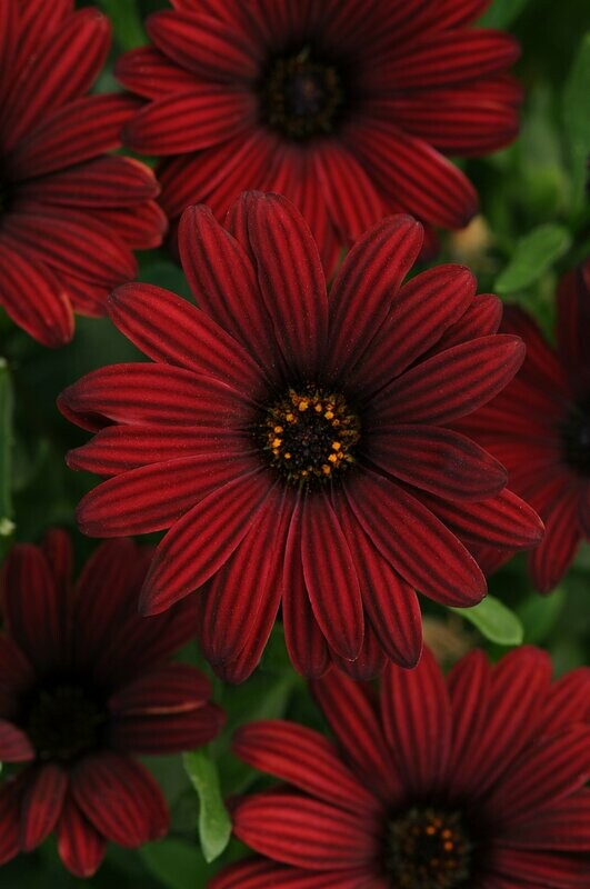 Osteospermum Serenity Red Pot
