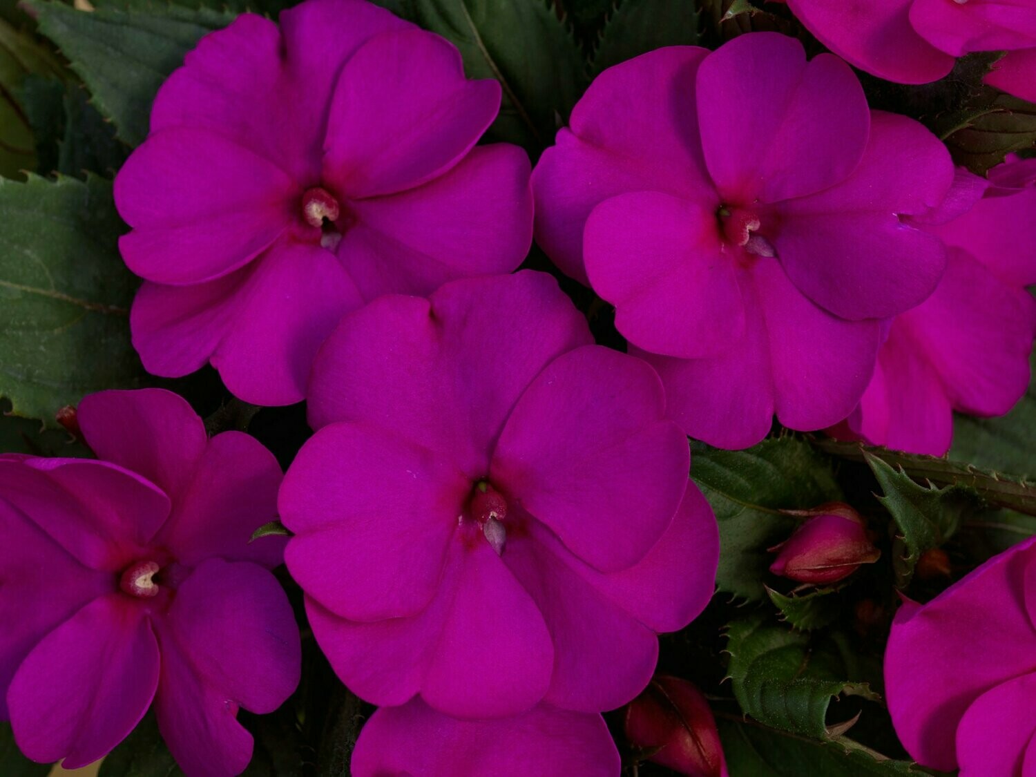 Sunpatiens Purple Basket