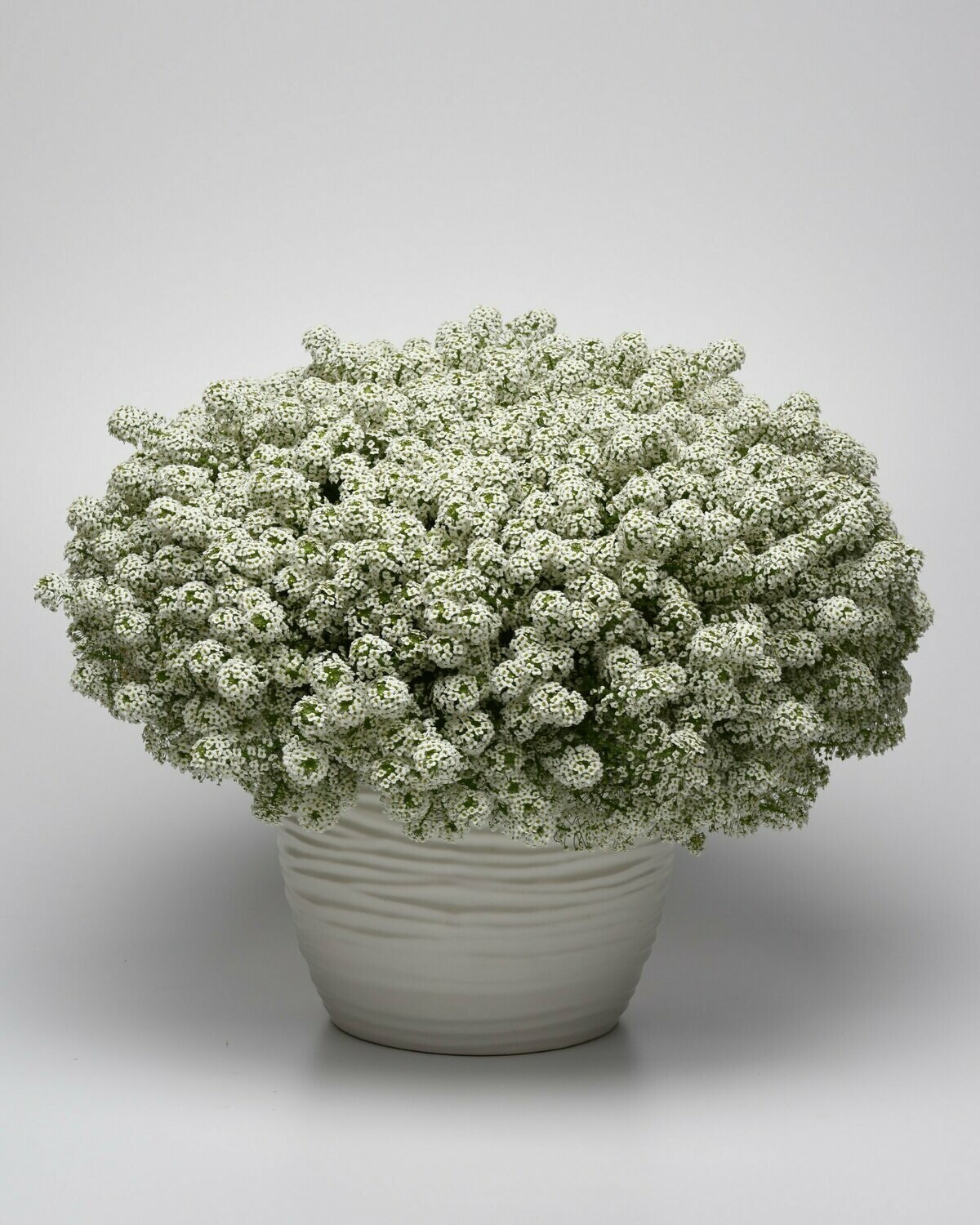 Lobularia Easy Breezy White Pot