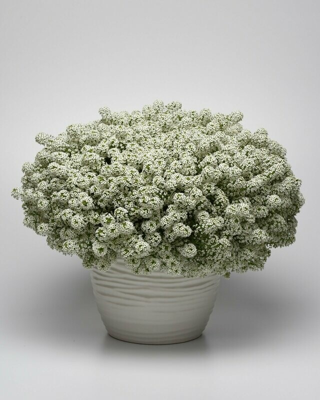 Lobularia Easy Breezy White Pot