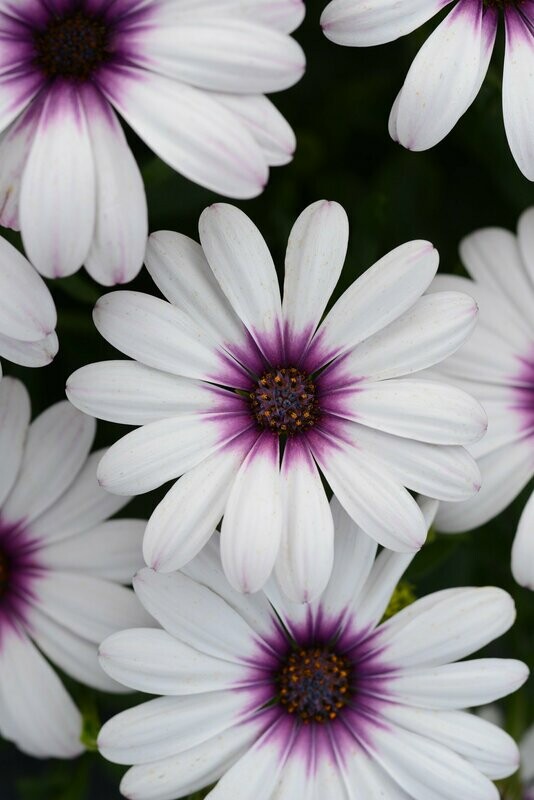 Osteospermum Serenity Lavender Frost Pot