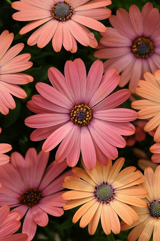 Osteospermum Serenity Rose Magic Pot