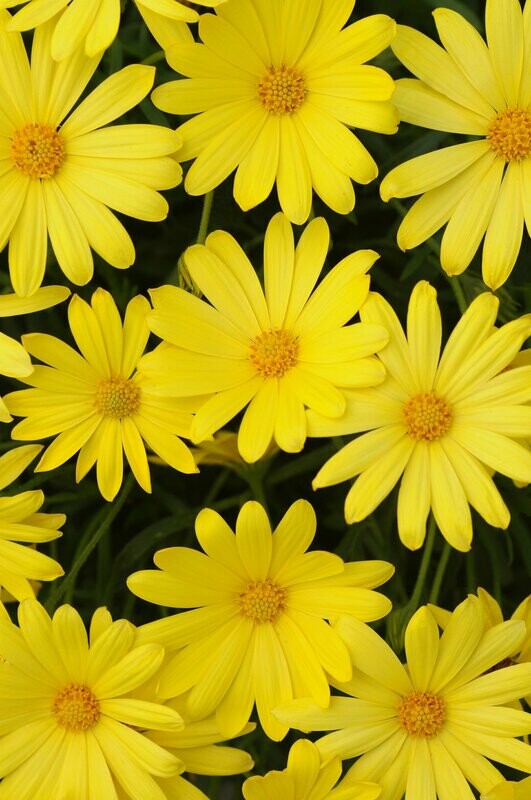Osteospermum Voltage Yellow Pot