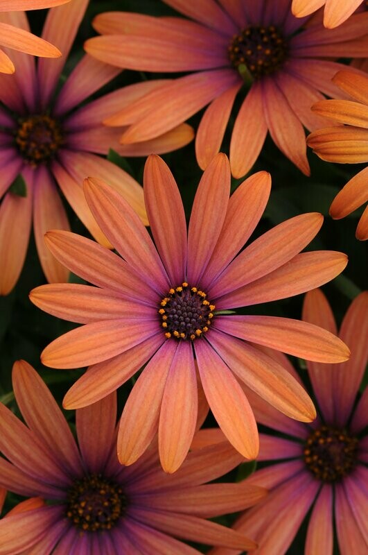 Osteospermum Serenity Bronze Pot