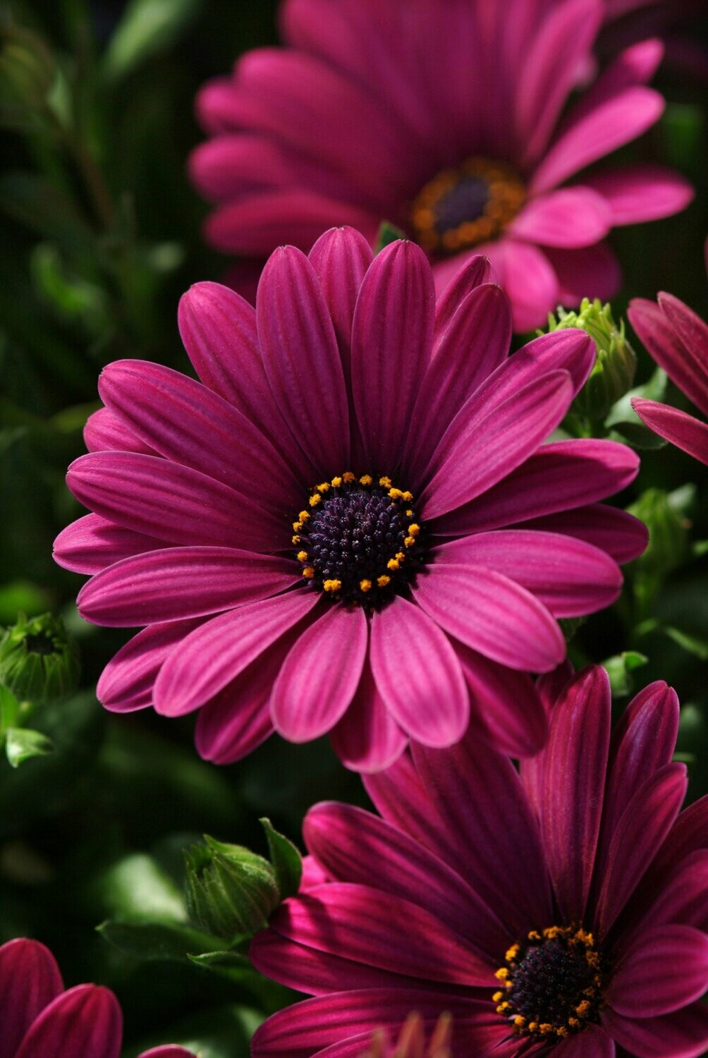 Osteospermum Serenity Dark Purple Pot